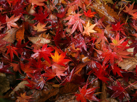 37095 (a): :1600x1200